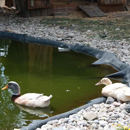 Ferienhaus Fur Bis Zu 4 Personen Zur Waldseite - #125246 Grobern